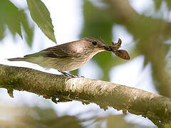 Spotted Flycatcher