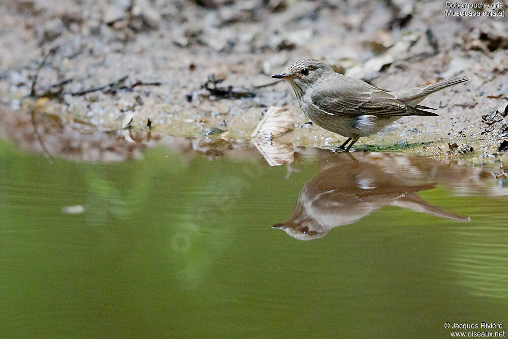 Spotted Flycatcheradult breeding, identification