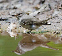 Spotted Flycatcher