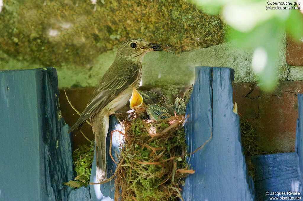 Spotted Flycatcheradult breeding, identification, Reproduction-nesting