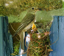 Spotted Flycatcher