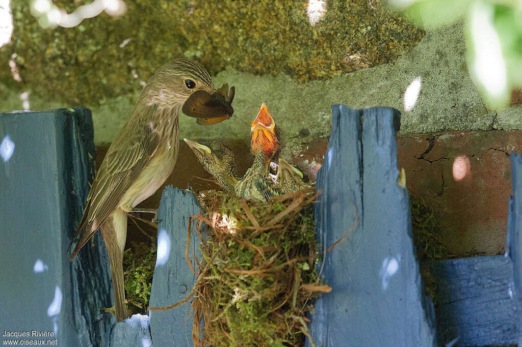 Spotted Flycatcher, feeding habits, Reproduction-nesting