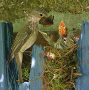 Spotted Flycatcher