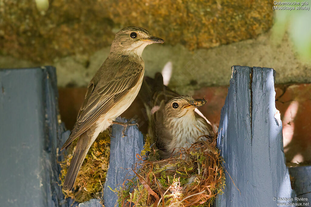 Spotted Flycatcheradult breeding, Reproduction-nesting