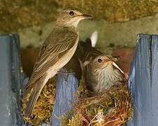 Spotted Flycatcher