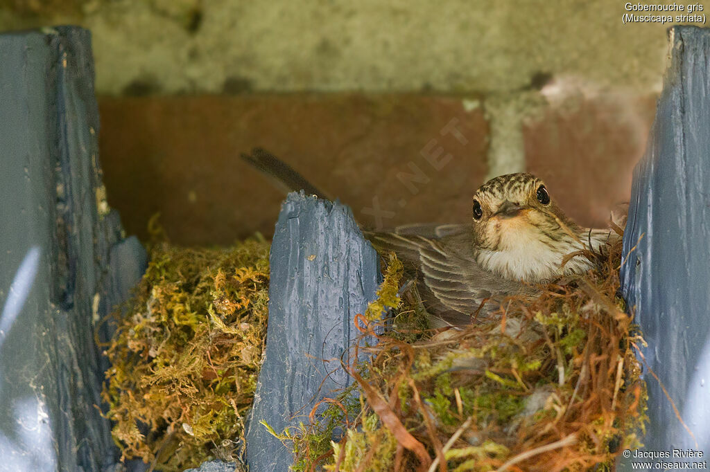 Spotted Flycatcher female adult breeding, identification, Reproduction-nesting