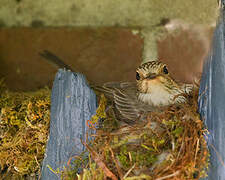 Spotted Flycatcher