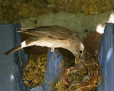 Spotted Flycatcher