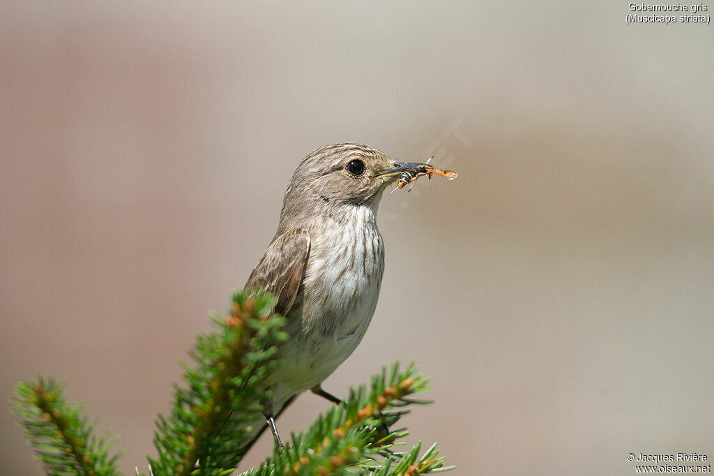 Spotted Flycatcheradult breeding, identification, Reproduction-nesting