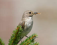 Spotted Flycatcher