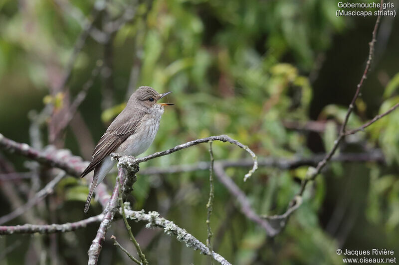 Spotted Flycatcher male adult breeding, identification, song