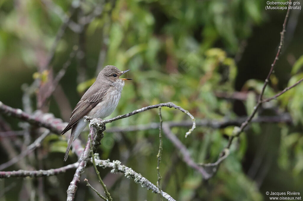 Spotted Flycatcher male adult breeding, identification, song