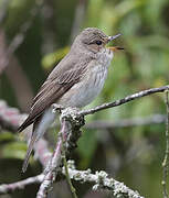 Spotted Flycatcher