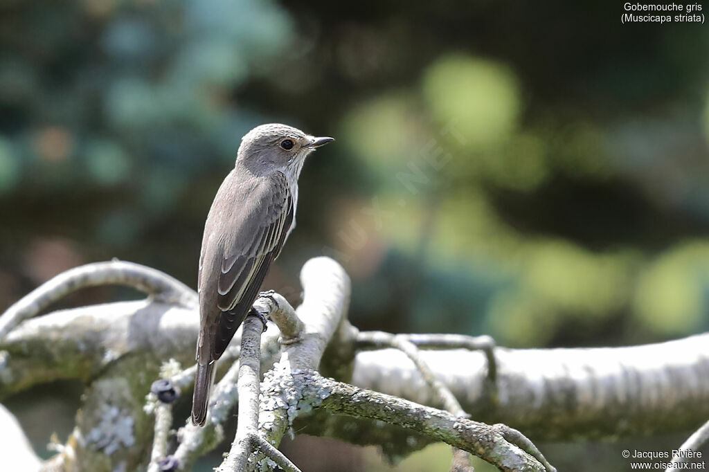 Spotted Flycatcheradult breeding, identification