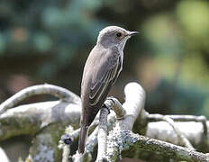 Spotted Flycatcher