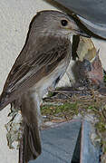 Spotted Flycatcher