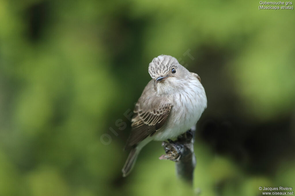 Spotted Flycatcheradult breeding, identification