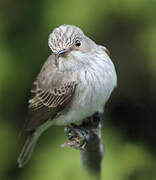 Spotted Flycatcher