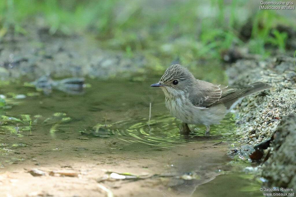 Spotted Flycatcheradult breeding