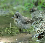 Spotted Flycatcher