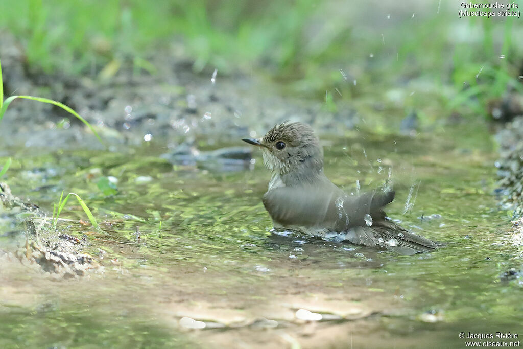 Spotted Flycatcheradult, identification