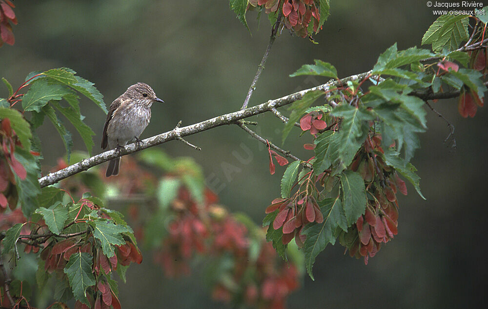 Spotted Flycatcheradult breeding