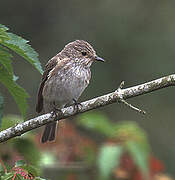 Spotted Flycatcher