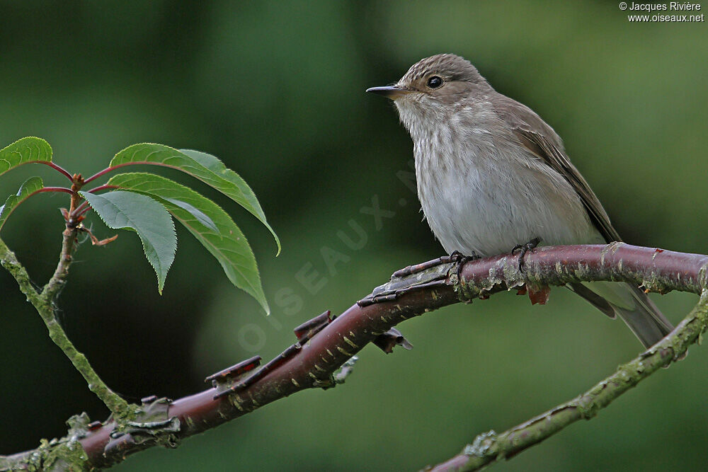 Spotted Flycatcheradult breeding