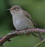 Spotted Flycatcher