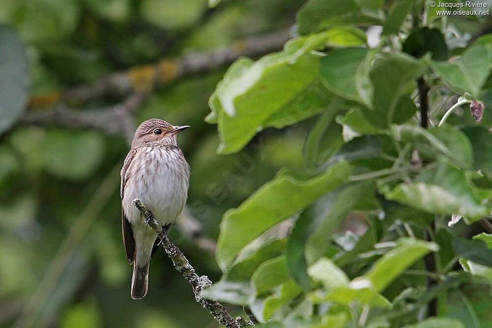 Spotted Flycatcheradult breeding