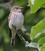 Spotted Flycatcher