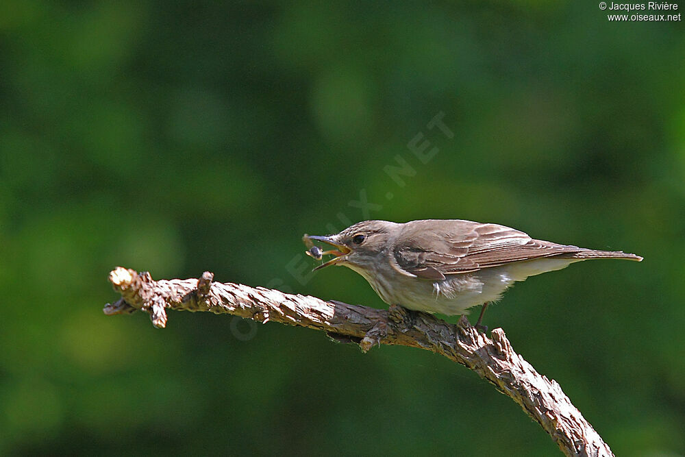 Spotted Flycatcheradult breeding, Behaviour