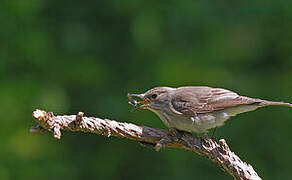 Spotted Flycatcher