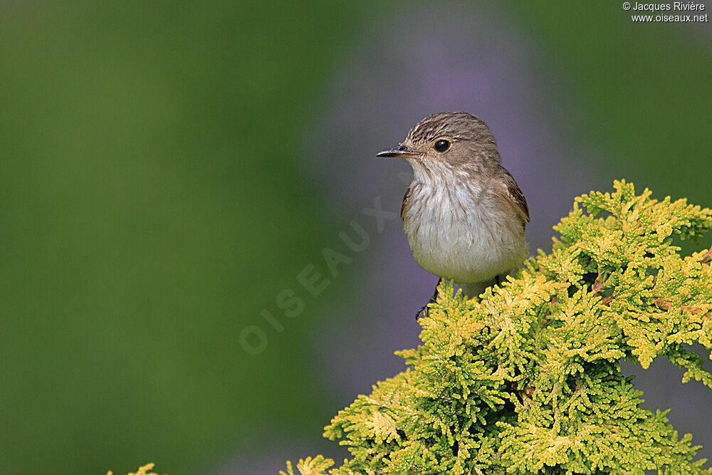 Spotted Flycatcheradult breeding