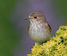 Spotted Flycatcher