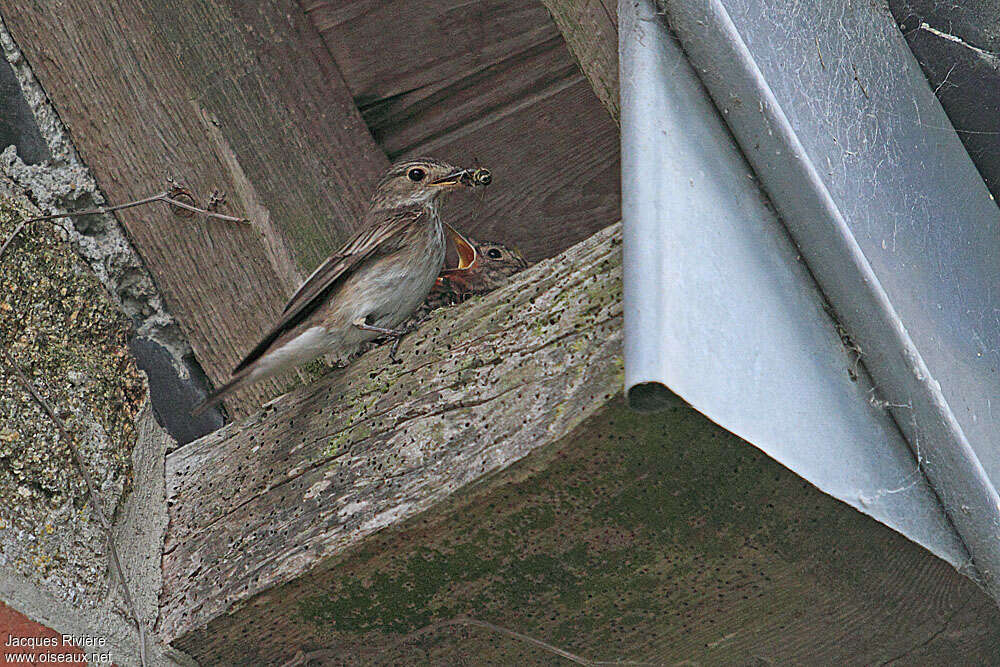 Spotted Flycatcheradult breeding, Reproduction-nesting