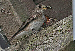 Spotted Flycatcher