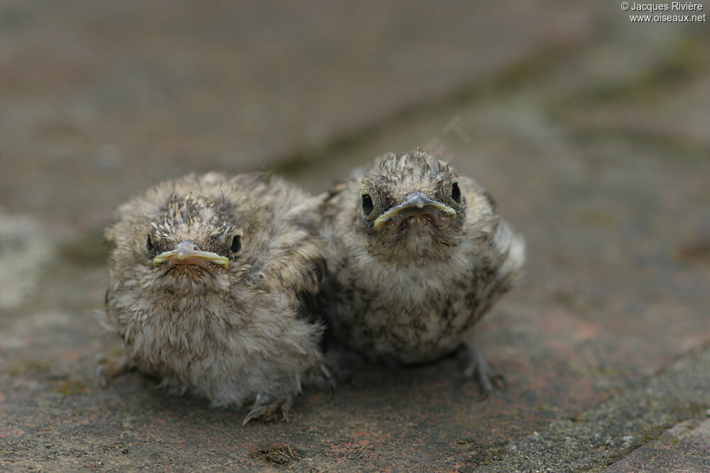 Spotted FlycatcherPoussin, Reproduction-nesting