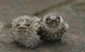 Spotted Flycatcher