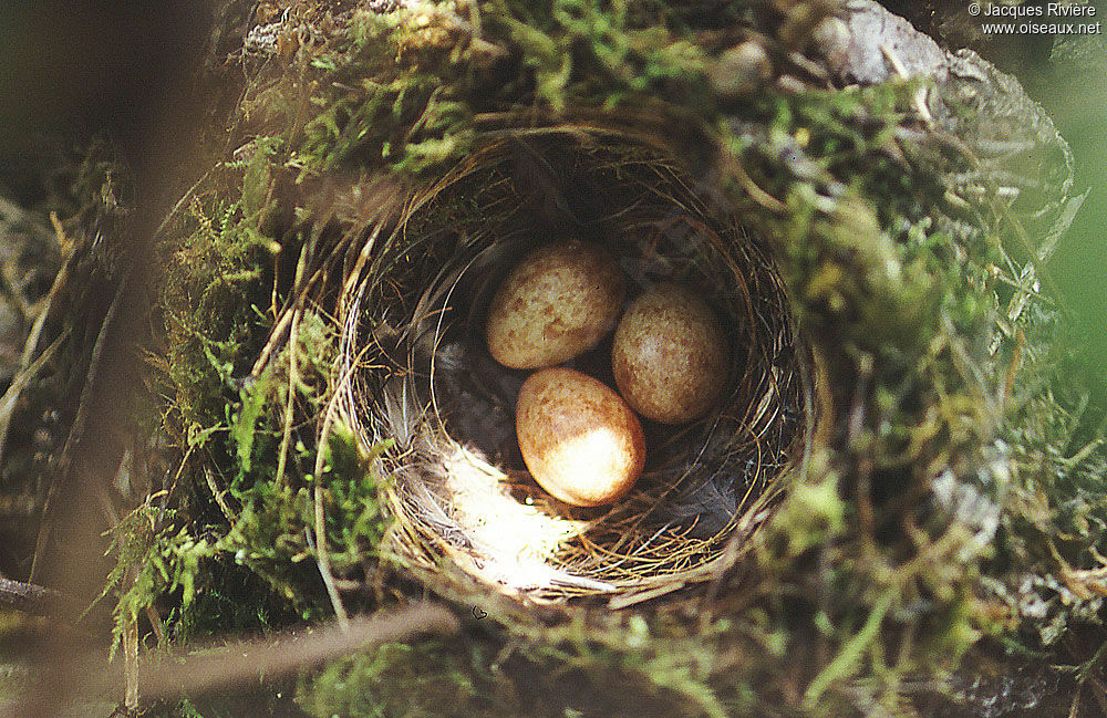 Spotted Flycatcher, Reproduction-nesting