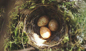 Spotted Flycatcher