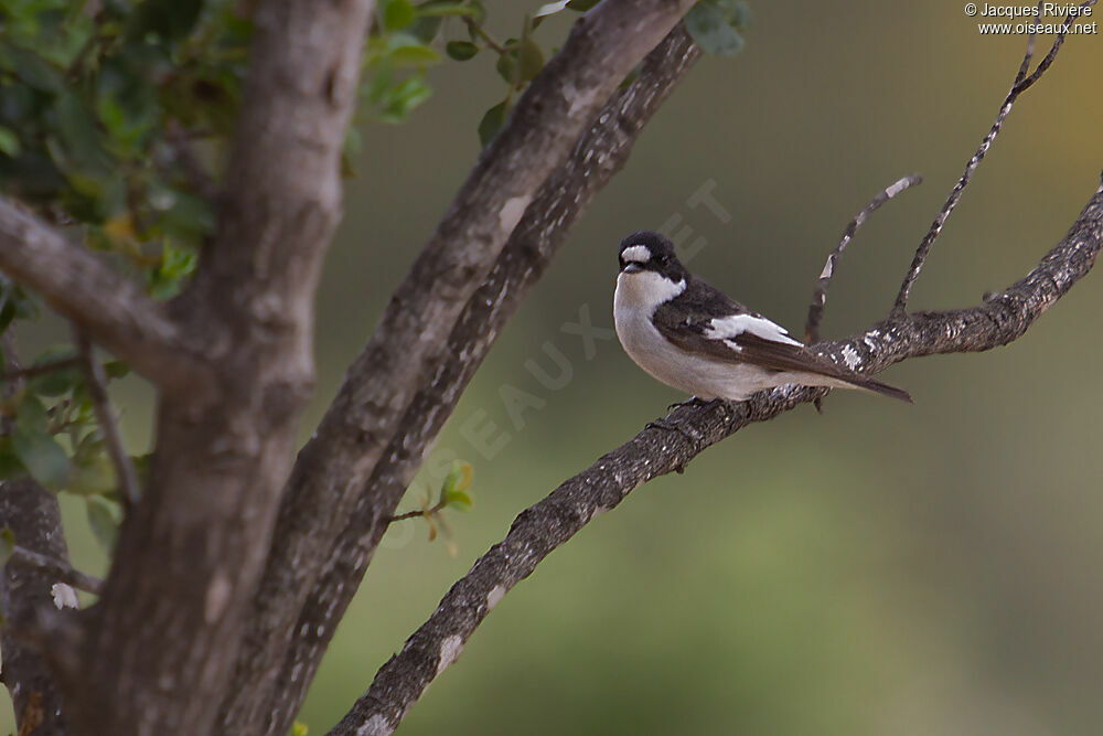 European Pied Flycatcher male adult breeding