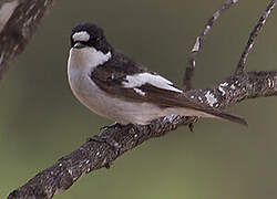 European Pied Flycatcher