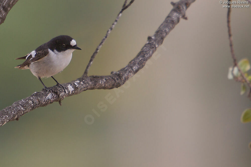 European Pied Flycatcher male adult breeding