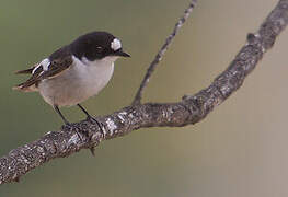 Gobemouche noir