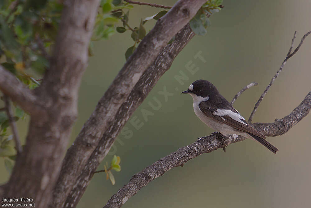 Gobemouche noir mâle adulte nuptial, identification