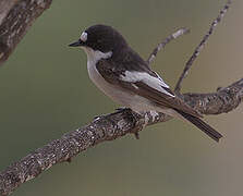 European Pied Flycatcher