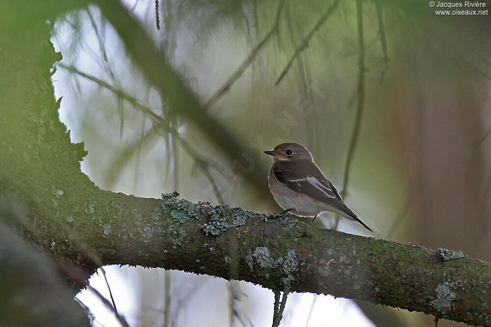 European Pied Flycatcher female adult