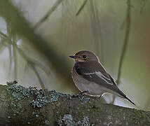 European Pied Flycatcher