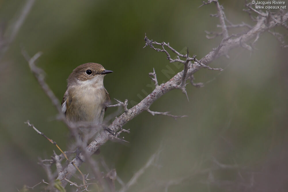 European Pied Flycatcher female adult breeding